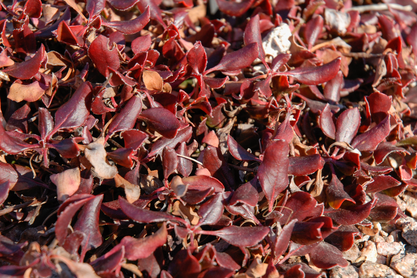 Kannah Creek Buckwheat